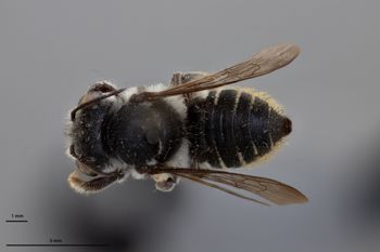 Media type: image;   Entomology 16202 Aspect: habitus dorsal view